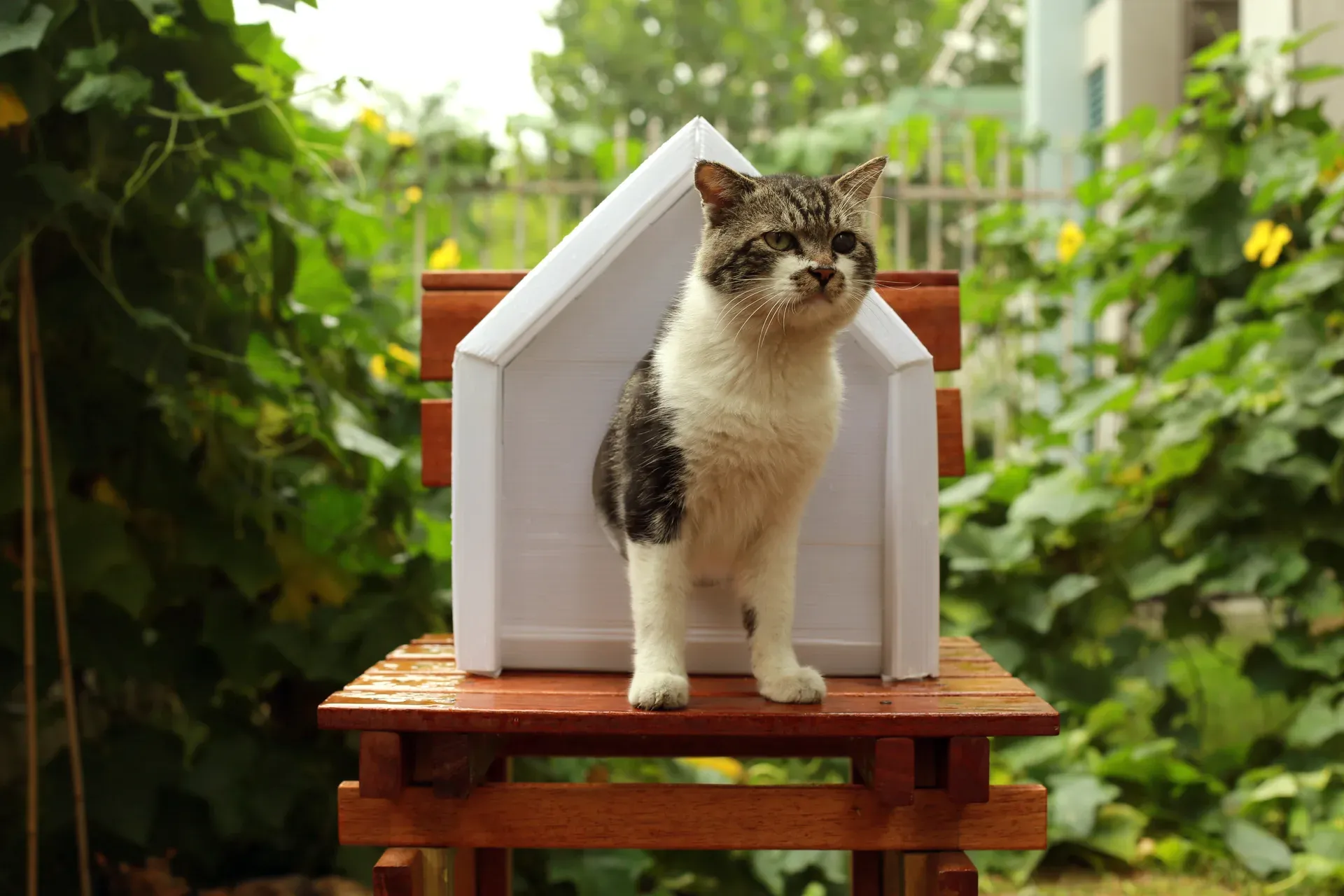 A tabby cat standing at the entrance of a white gabled shelter on a garden bench